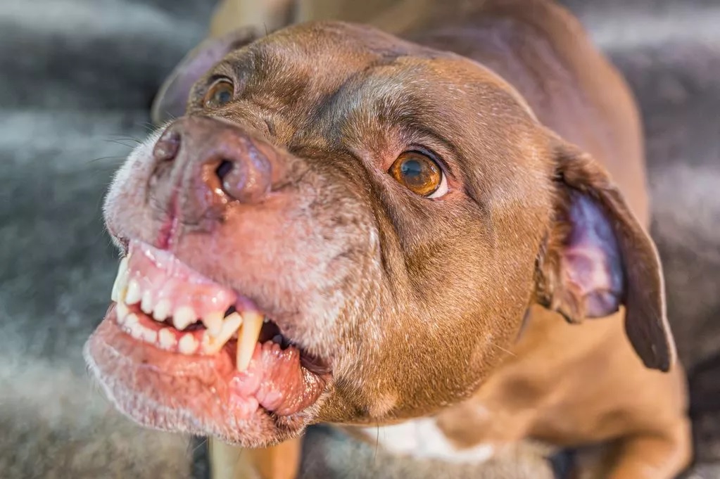 Tíz kutya marcangolta meg a 71 éves nőt