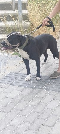 Pitbull szuka gazdit keres másfél éves szűz