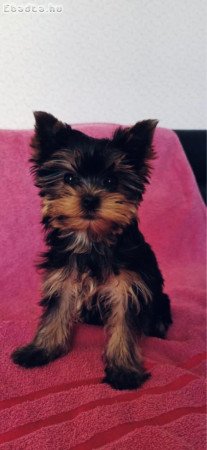 Mini Yorkshire Terrier szuka kölyök eladó