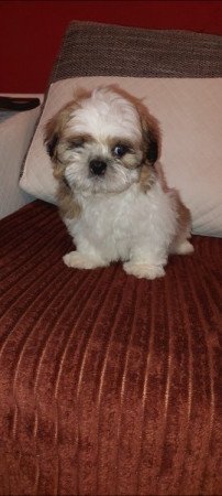 Shih -tzu