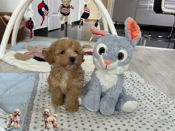 Maltipoo
