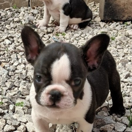 Francia bulldog