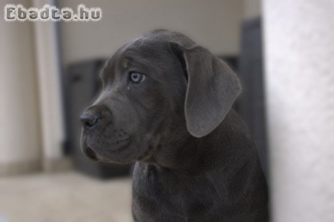 Cane Corso kiskutyák