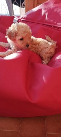 Máltai+uszkár=Maltipoo havanese bichon