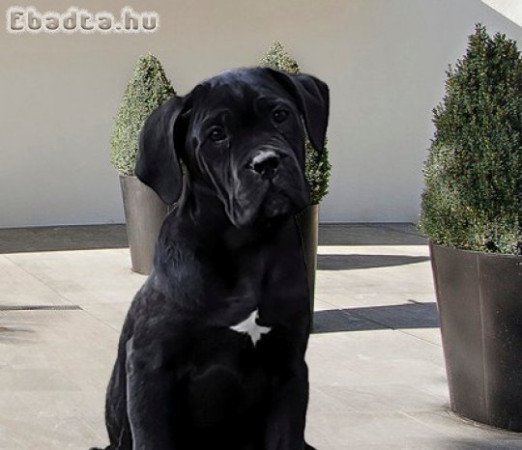 Cane Corso kiskutyák