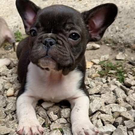 Francia bulldog