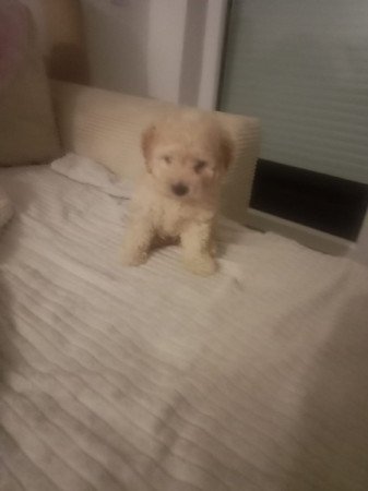 Máltai+uszkár=Maltipoo havanese bichon