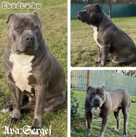 ABKC American Bully XL kék színű kölykök!