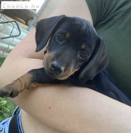 Standard,beoltott,féregtelenített lány tacskók