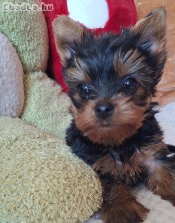 Eladó yorkshire terrier kan