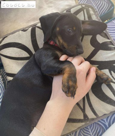 Standard,beoltott,féregtelenített lány tacskók