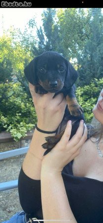 Standard,beoltott,féregtelenített lány tacskók