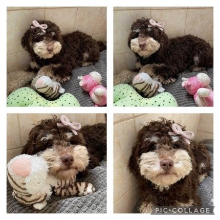 Havapoo havanese es torpe uszkar