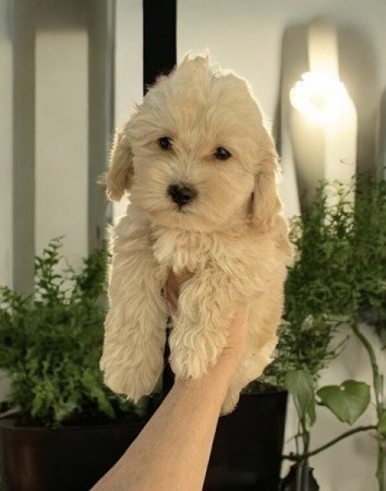 Maltipoo maltai selyem es uszkar