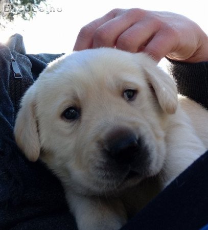 Labrador retriever