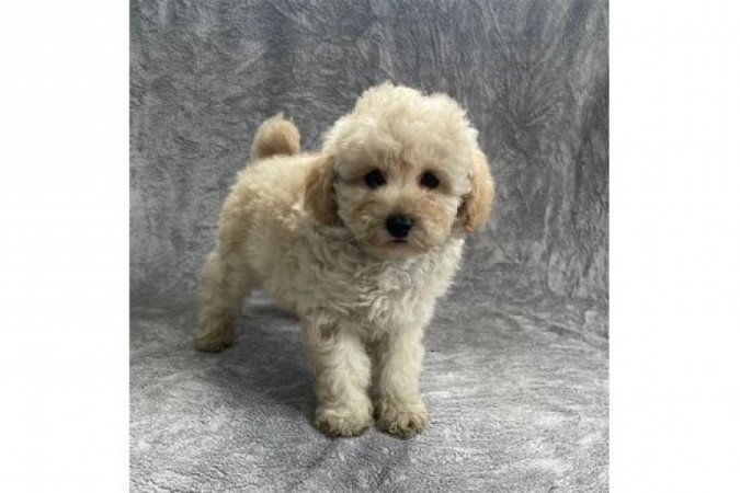 Maltipoo maltai selyem es torpe uszkar