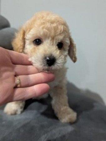 Maltipoo maltai selyem es torpe uszkar