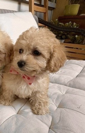 Maltipoo lanyka