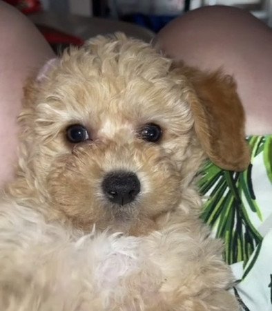 Maltipoo maltai selyem es uszkar