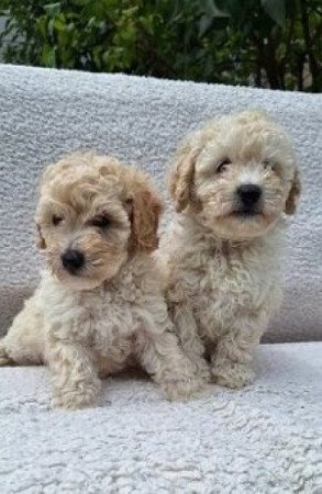 Maltipoo maltai selyem es torpe uszkar