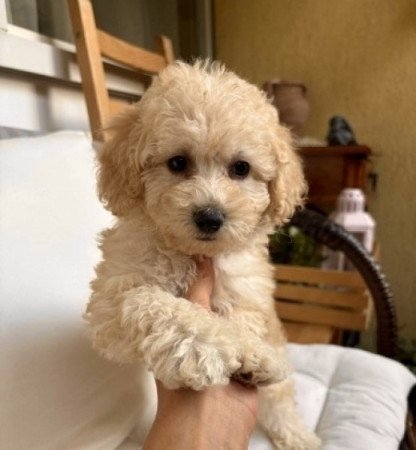 Maltipoo lanyka