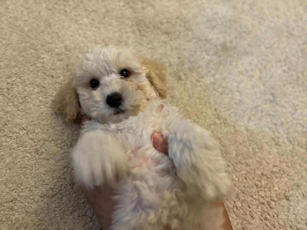 Maltipoo maltai selyem es uszkar