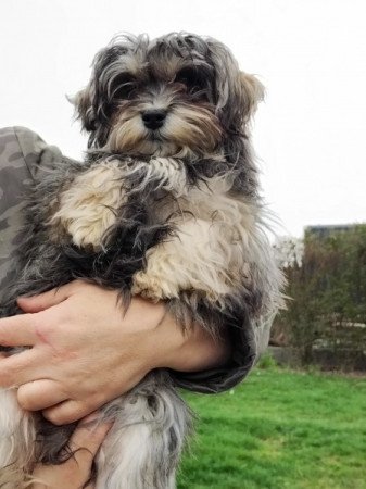 Bichon havanese