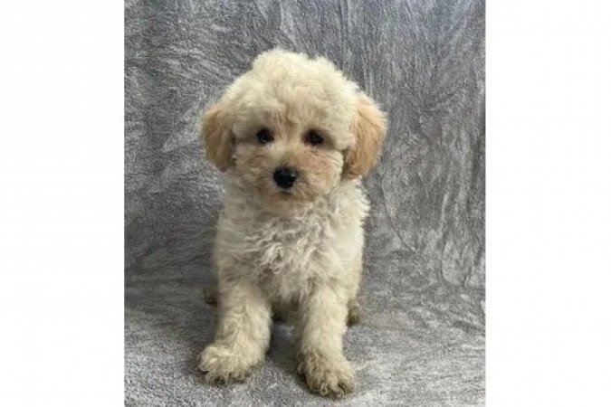 Maltipoo maltai selyem es torpe uszkar