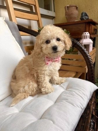 Maltipoo lanyka