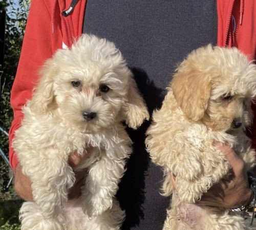 Maltipoo maltai es torpe uszkar