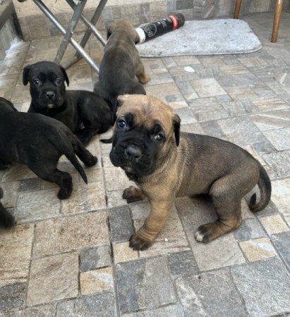 Cane Corso