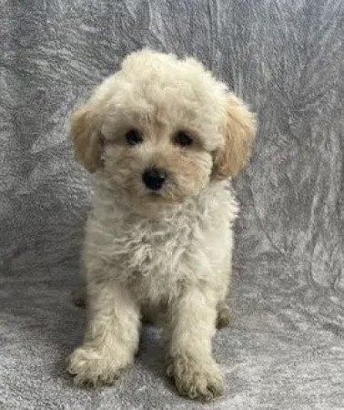 Maltipoo maltai selyem es uszkar