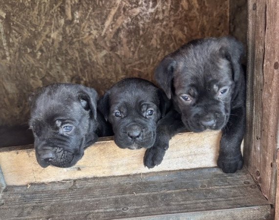 Cane Corso