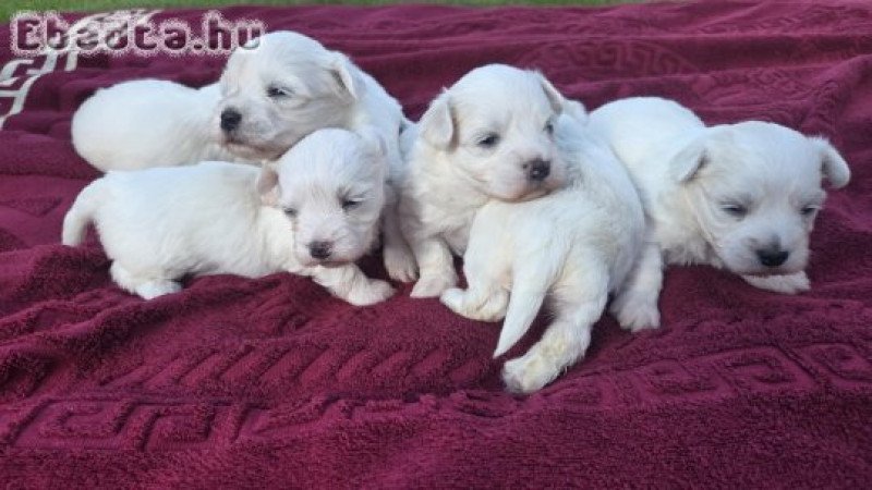 Eladó máltai selyem kiskutyák