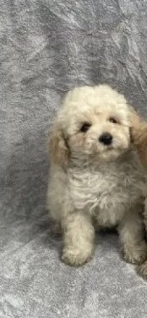 Maltipoo maltai selyem es uszkar