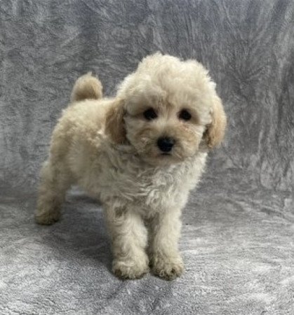 Maltipoo maltai selyem es uszkar
