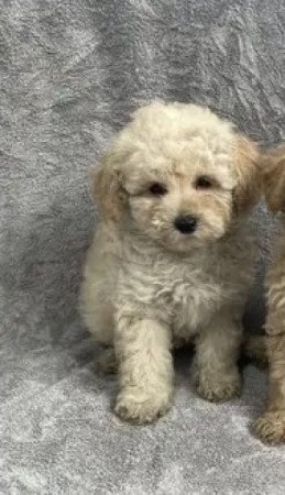 Maltipoo maltai selyem es uszkar