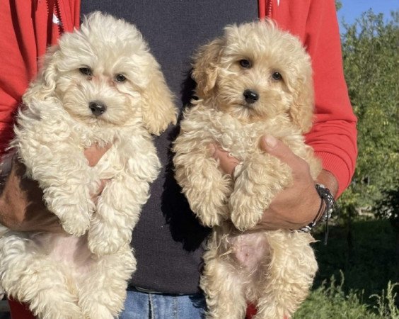Maltipoo maltai es torpe uszkar