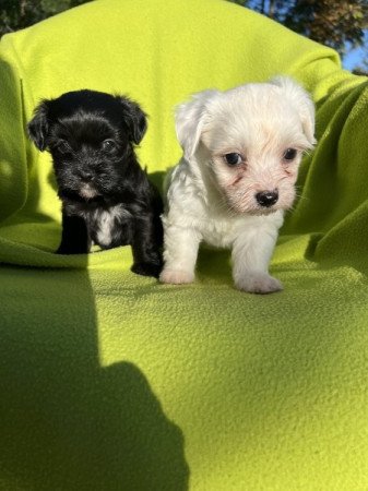 Bichon havanese