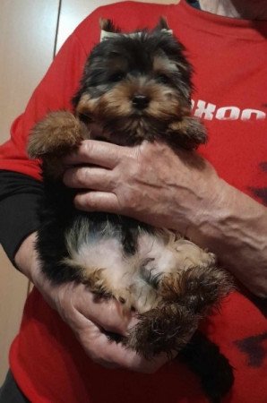 Yorkshire terrier