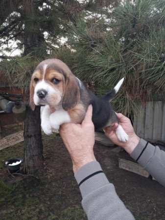 Beagle