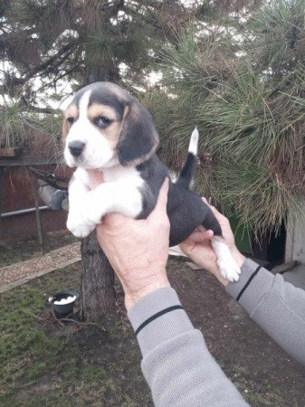 Beagle