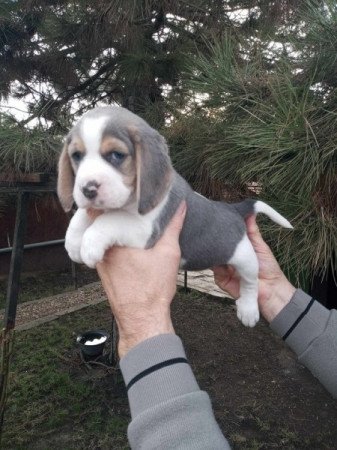 Beagle