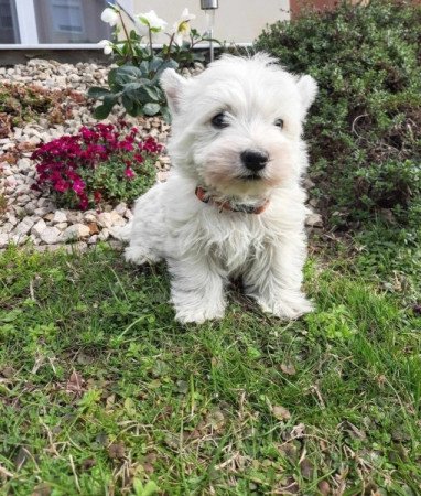 West Highland White Terrier