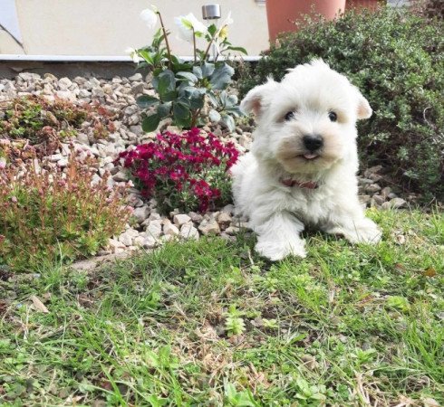 West Highland White Terrier