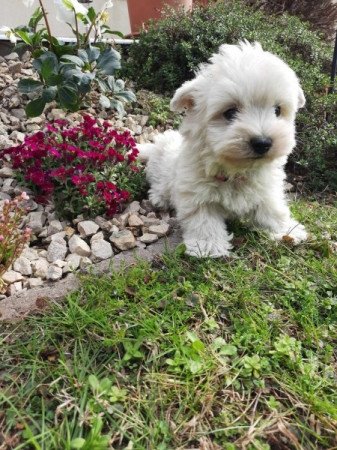 West Highland White Terrier