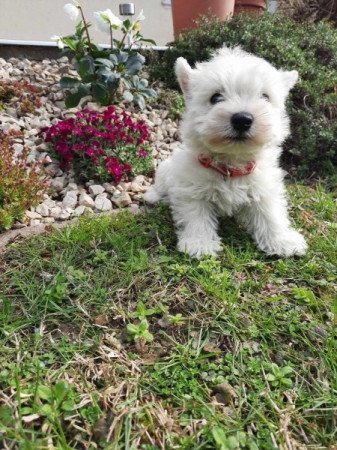 West Highland White Terrier