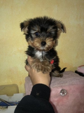 Yorkshire terrier