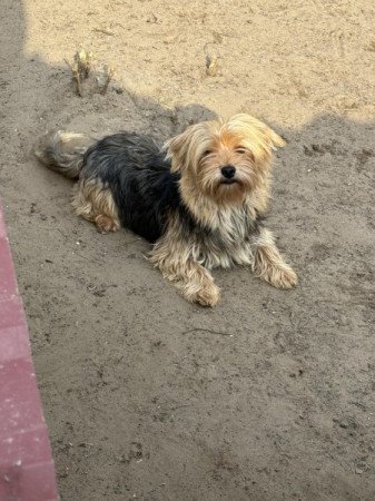 Yorkshire terrier