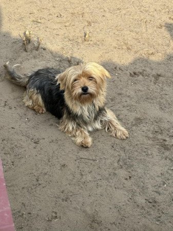 Yorkshire terrier